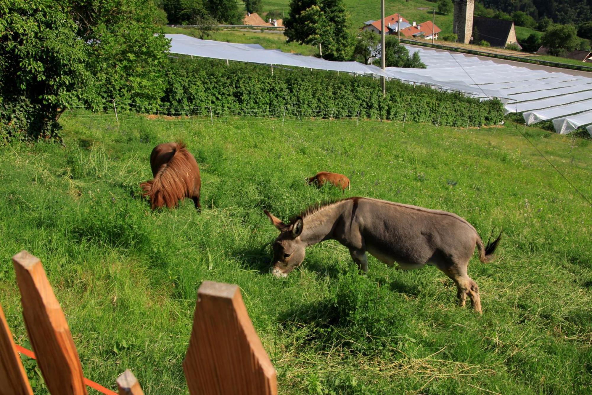 Ausservogelweiderhof Laion Eksteriør billede